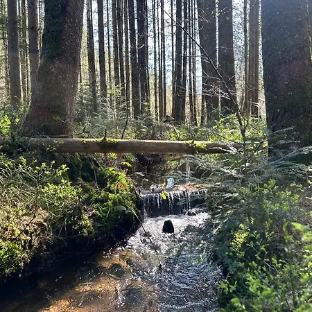 L'ecrin De La Foret * Jeanmenil